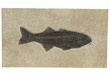 Uncommon Fish Fossil (Mioplosus) - Wyoming #222860-1